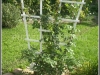 Lilleredel